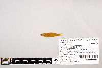 Notropis stramineus image