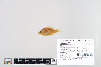 Lepomis humilis image