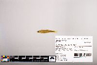 Notropis percobromus image