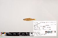 Notropis stramineus image