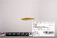 Notropis percobromus image