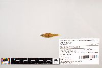 Notropis stramineus image