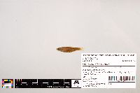 Notropis stramineus image