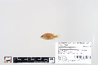 Lepomis humilis image