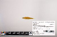 Notropis percobromus image