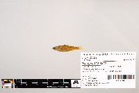 Notropis stramineus image