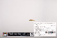 Notropis heterolepis image