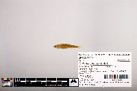 Notropis percobromus image