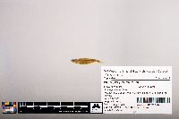 Notropis percobromus image