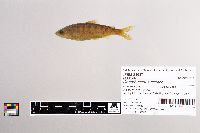 Oncorhynchus kisutch image
