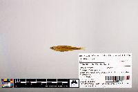 Notropis percobromus image