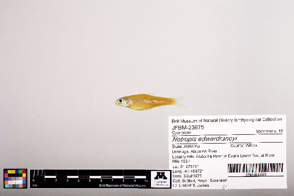 Notropis edwardraneyi image