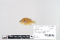 Lepomis humilis image