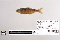 Oncorhynchus tshawytscha image