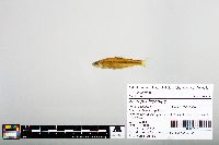 Notropis blennius image