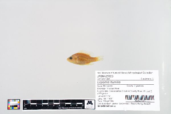Lepomis humilis image