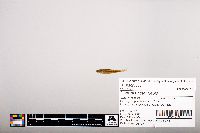 Notropis heterolepis image