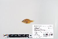 Lepomis humilis image