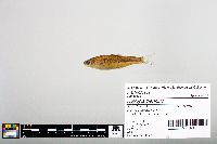 Notropis blennius image