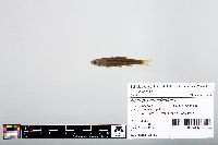 Notropis atherinoides image