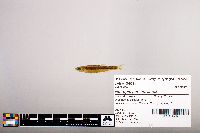 Notropis percobromus image