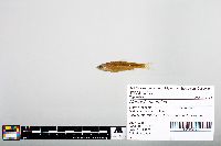 Notropis blennius image