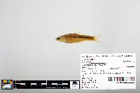 Notropis blennius image