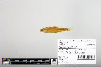 Notropis hudsonius image