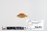 Lepomis humilis image