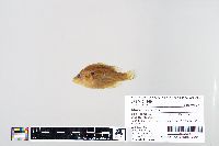 Lepomis humilis image