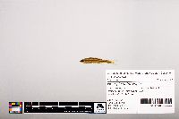 Notropis heterolepis image