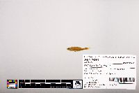 Notropis heterolepis image