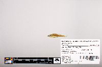 Notropis heterolepis image