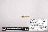 Notropis heterolepis image