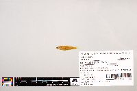 Notropis stramineus image