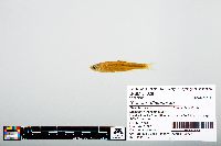 Notropis atherinoides image