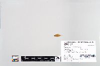 Lepomis macrochirus image