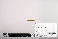 Notropis heterolepis image