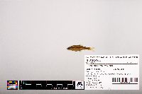 Notropis heterolepis image