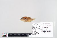 Lepomis humilis image