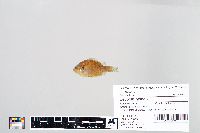 Lepomis gibbosus image