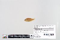 Lepomis humilis image