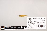 Notropis stramineus image