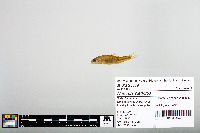 Notropis blennius image