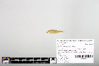 Notropis hudsonius image