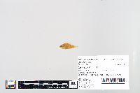 Lepomis humilis image