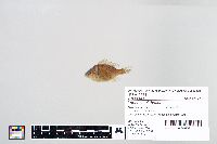 Lepomis gibbosus image