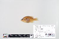 Lepomis humilis image