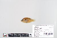 Lepomis humilis image