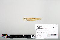 Notropis hudsonius image